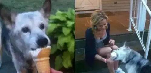 人与狗视频在线看,在线观看感动满满